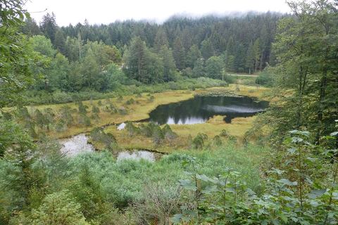 Le lac Luitel et sa tourbière, entourés de forêt