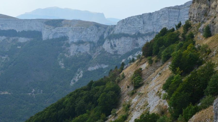 Chartreuse