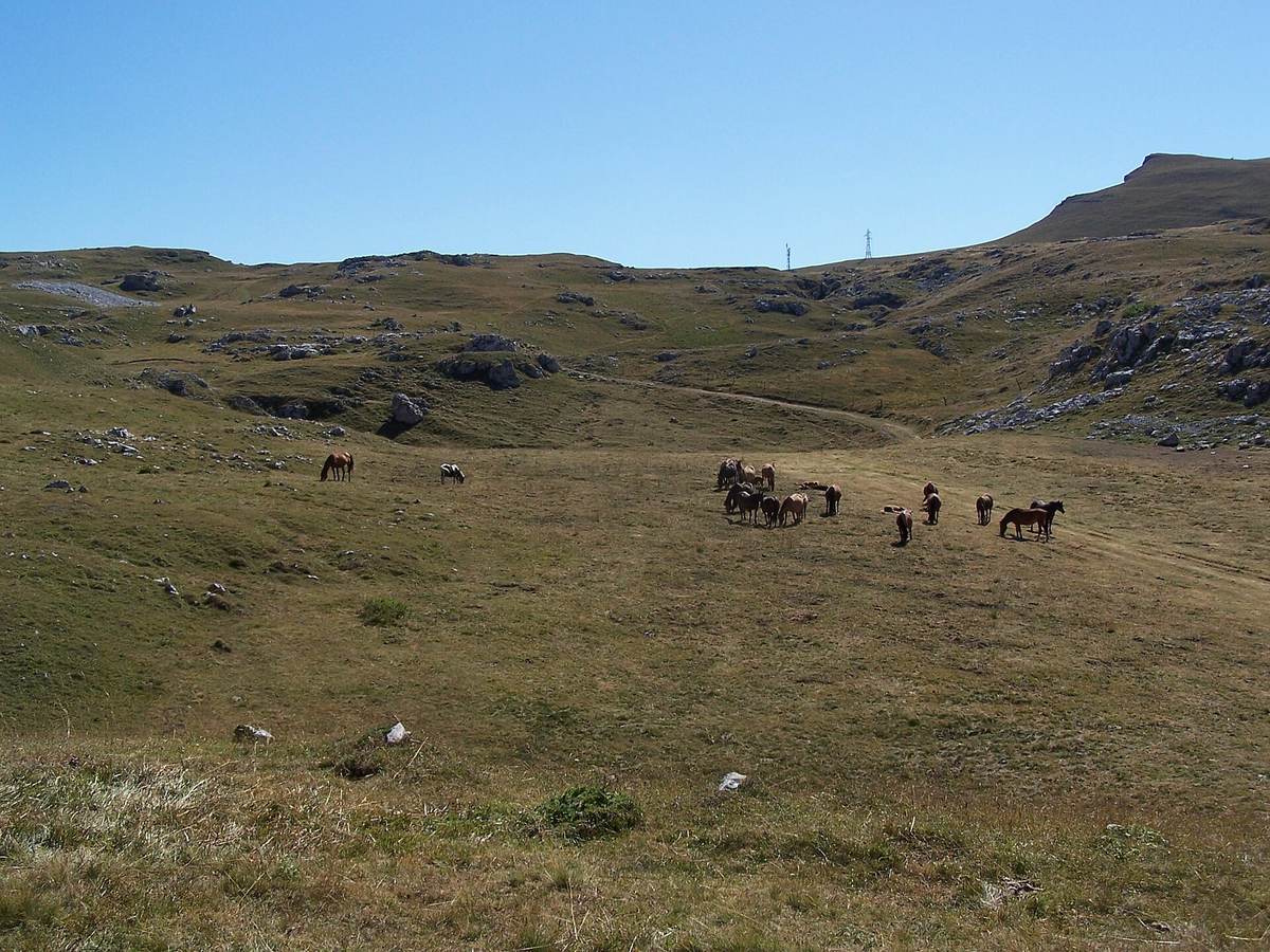 Le plateau de Font d'Urle en été avec des chevaux dans l'herbe